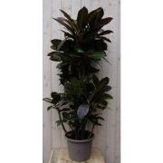 Croton Codiaeum Wonderstruik kamerplant potmaat 26 cm H100-120 cm