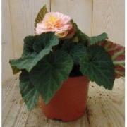 3 stuks! Knolbegonia roze