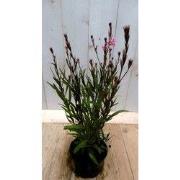 5 stuks - Gaura Prachtkaars roze