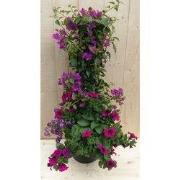 Plastic plantenbak antraciet Bougainvillea roze met zomerbloeiers roze...