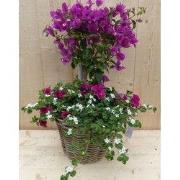 Rieten plantenbak Bougainivillea roze met zomerbloeiers mix h70 cm