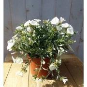 Convolvulus Cneorum zilverwinde