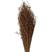 Clayre & Eef Droogbloemen Beige Droogbloemen