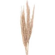 Clayre & Eef Droogbloemen Beige Droogbloemen