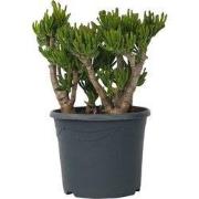 Jadeplant - Crassula ovata 'Hobbit' - Hoogte 55-60cm - ?30cm