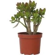 Jadeplant - Crassula ovata 'Minor' - Hoogte 30-35cm - ?17cm