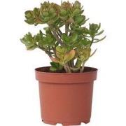 Jadeplant - Crassula ovata 'Minor' - Hoogte 45-50cm - ?23cm