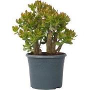 Jadeplant - Crassula ovata 'Sunset' - Hoogte 55-60cm - ?30cm