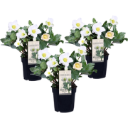 Kerstroos - Set van 3 - Helleborus niger 'Mont Blanc' - Hoogte 20-30cm...