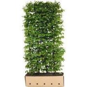 Carpinus betulus