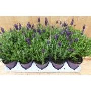Kuiflavendel 10 potjes in tray kleur paars