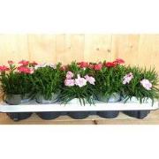 Tuinanjers 10 stuks in tray mix kleuren