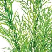 Sf art plant 40 cm ceratopteris