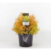 Thuja occidentalis rheingold