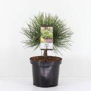 Pinus nigra nana