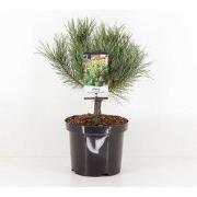 Pinus sylvestris watereri 25-30 cm