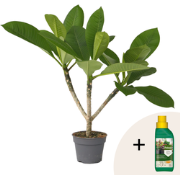 Frangipani Hawaii + plantenvoeding - Plumeria rubra - Hoogte 45-55cm -...