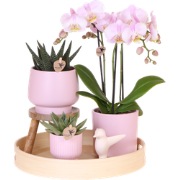 Kolibri Orchids | Gift set Moederdag Big | Groene plant met roze Phala...