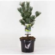 Pinus parviflora glauca