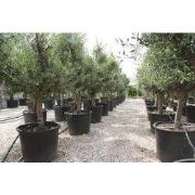 Olea stamhoogte 50 cm en boomhoogte 100 cm