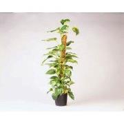 Kokosplantstok H120cm dia. 42mm
