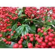 Skimmia met bes 40 cm