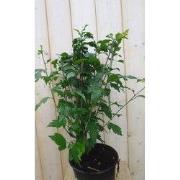 Hibiscus struik Blauw 40 cm