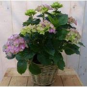 Hortensia in een mand roze
