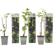 Zwarte bes - Set van 3 - Ribes Nigrum - Hoogte 25-40cm - ?9cm