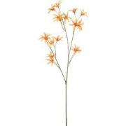 Tweedia spray orange 69 cm Emerald