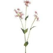 Silene spray pink 80 cm Emerald
