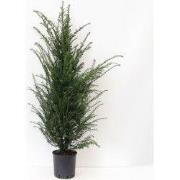 Taxus baccata 120-150 cm
