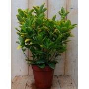 Kardinaalsmuts geelbont 30 cm