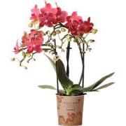 Kolibri Orchids | rode Phalaenopsis orchidee potmaat Ø9cm |  Congo | b...