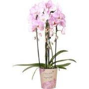 Kolibri Orchids | roze Phalaenopsis orchidee - Niagara Fall  - potmaat...