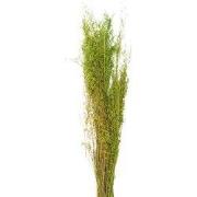 Clayre & Eef Droogbloemen 90 cm Groen Droogbloemen