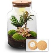URBANJNGL - Milky Palm  Planten Terrarium met licht - DIY kit - Ecosys...