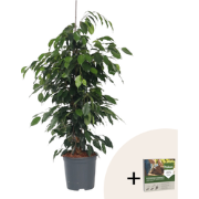 Treurvijg - Ficus benjamina 'Danielle' - Hoogte 100-110cm - ?21cm