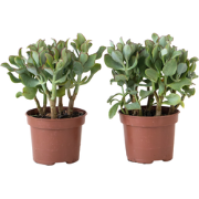Jadeplant - Set van 2 - Crassula arborescens 'Curly' - Pot 12 cm