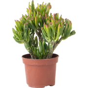 Jadeplant - Crassula ovata 'Hobbit' - Hoogte 10-20cm - ?12cm