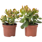 Geldboom - Set van 2 - Crassula ovata 'Sunset' - Hoogte 15-20cm - ?12c...