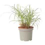 Prachtriet - Miscanthus sinensis 'Red Chief' - Hoogte 40-60cm - ?23cm