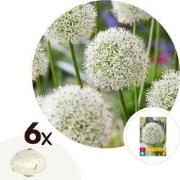 Alliumbollen - Set van 6 - Allium 'Mount Everest' - Bloembollen - Wit