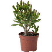Geldboom - Crassula ovata 'Gollum' - Hoogte 15-25cm - Pot 12cm