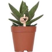 Kolibri Greens | Groene plant - Succulent Aloë Brevifolia potmaat Ø9cm...