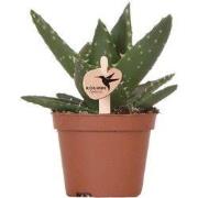 Kolibri Greens | Groene plant - Succulent Aloë Brevifolia potmaat Ø6cm...