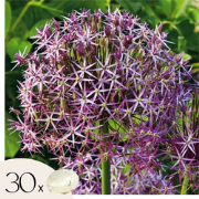 Alliumbollen - Set van 30 - Allium 'Christophii' - Bloembollen - Paars
