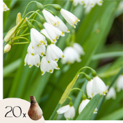 Zomerklokje - Set van 20 - Leucojum aestivum - Bloembollen - Wit