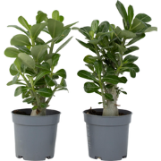 Woestijnroos - Set van 2 - Adenium obesum - Hoogte 25-40cm - ?10,5cm