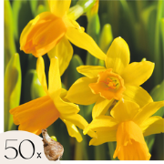 Narcissen - Set van 50 - Narcissus 'Tête-à-Tête' - Bloembollen - Geel